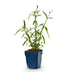 Green boutiQ - Perennials - Verbena bonariensis Lollipop - Vervain - Attracts Bees and Butterflies - Purple - 1 Plant - 11cm Pot - Height 15-25cm Bild 2