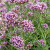 Green boutiQ - Perennials - Verbena bonariensis Lollipop - Vervain - Attracts Bees and Butterflies - Purple - 1 Plant - 11cm Pot - Height 15-25cm Bild 5