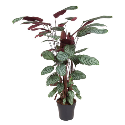 Calathea Oppenheimiana Pflanze – 130 cm – ø27 cm Topf