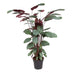 Calathea Oppenheimiana Pflanze – 130 cm – ø27 cm Topf Bild 1