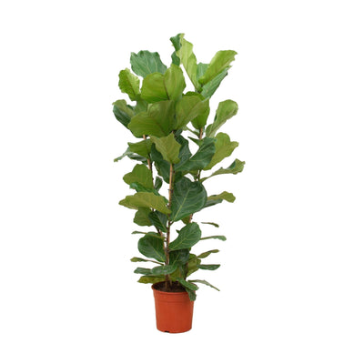 Ficus Lyrata Bush - 160 cm - Fiddle-leaf Fig, Ø27