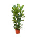 Ficus Lyrata Bush - 160 cm - Fiddle-leaf Fig, Ø27 Bild 1