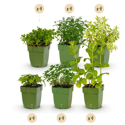 GreenboutiQ Herbal Tea Set: 24 perennials for 3 m², easy to care for