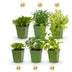 GreenboutiQ Herbal Tea Set: 24 perennials for 3 m², easy to care for Bild 2