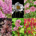 GreenboutiQ Shade Perennial Pack: 24 Plants for 3m², Easy Care Bild 5