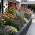 GreenboutiQ Fragrant Perennial Plant Package: 24 Plants for 3 m², Low Maintenance Bild 1