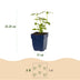 GreenboutiQ Fragrant Perennial Plant Package: 24 Plants for 3 m², Low Maintenance Bild 3