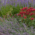 GreenboutiQ Fragrant Perennial Plant Package: 24 Plants for 3 m², Low Maintenance Bild 4