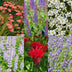 GreenboutiQ Fragrant Perennial Plant Package: 24 Plants for 3 m², Low Maintenance Bild 5