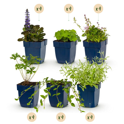 GreenboutiQ Groundcover Perennial Pack: 24 plants for 3m², low maintenance