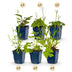 GreenboutiQ Perennial Package: Bee & Butterfly Friendly, 24 Perennials Bild 2
