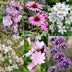 GreenboutiQ Perennial Package: Bee & Butterfly Friendly, 24 Perennials Bild 5