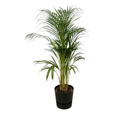 Areca-Palme (110cm) im elho Greenville Topf – tropisches Flair für Ihr Zuhause