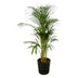 Areca-Palme (110cm) im elho Greenville Topf – tropisches Flair für Ihr Zuhause Bild 1