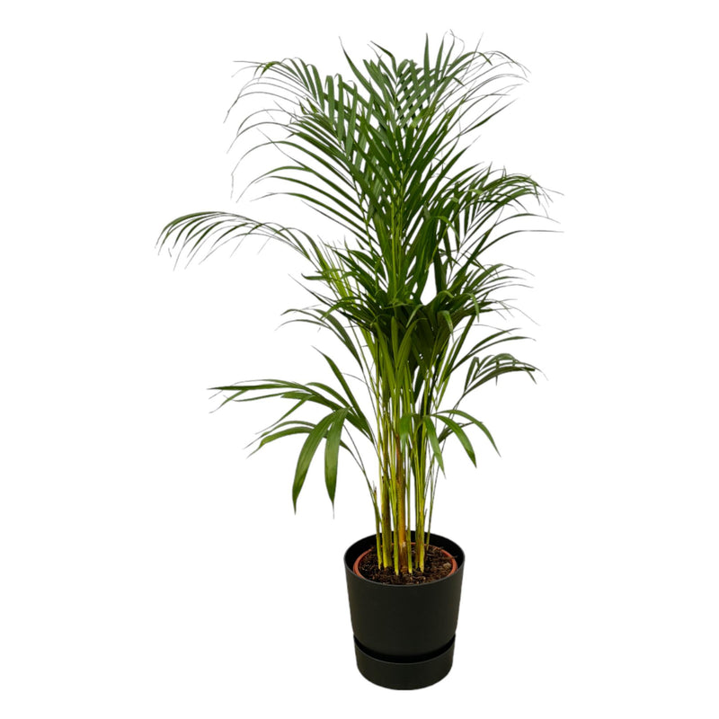 Areca-Palme (110cm) im elho Greenville Topf – tropisches Flair für Ihr Zuhause
