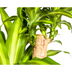 Dracaena Fragrans Massangeana Ø30cm - ↕170-190cm Bild 5