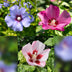 GreenboutiQ Hibiskus Tricolour Stamm-Pflanze, Winterhart, 90cm Bild 7