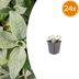 Stachys byzantina 'Silver Carpet' 24er Set - Bodendecker Bild 1