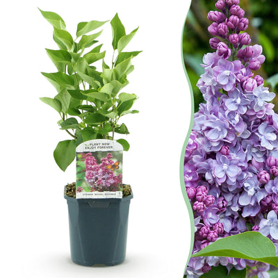 Flieder 'Michel Buchner' - Duftende, robuste Gartenpflanze