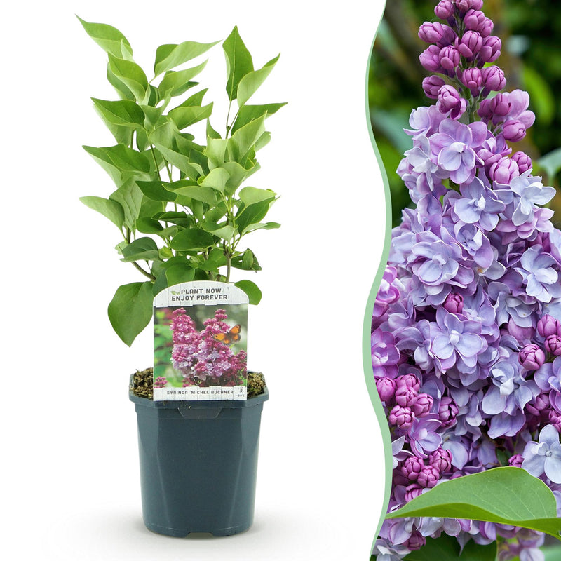 Flieder 'Michel Buchner' - Duftende, robuste Gartenpflanze