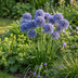 40x Allium Caeruleum - Blauer Zierlauch - Sommerblüher - Zwiebelgröße 4/5 Bild 2
