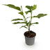 Magnolia Betty: Robuster Strauch mit rosa Blüten, pflegeleicht, 30cm Bild 2