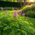 Corydalis Beth Evans Blumenzwiebeln: 20 Stück, Weiß & Lila, XXL Pack Bild 3