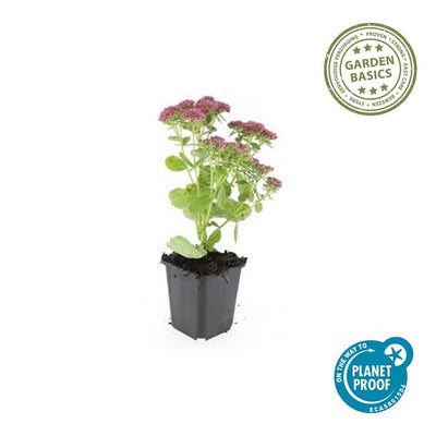 60x Sedum 'Herbstfreude' Staude, 10-25cm hoch, Ø9cm Topf