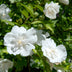 Hibiskus White Chiffon® Stamm, winterhart, weiße Blüte, Topf 19cm Bild 7