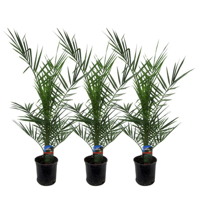 3er Set Kanarische Dattelpalme Phoenix Canariensis, 80 cm