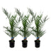 3er Set Kanarische Dattelpalme Phoenix Canariensis, 80 cm Bild 1