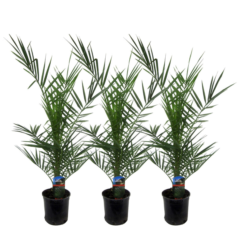 3er Set Kanarische Dattelpalme Phoenix Canariensis, 80 cm