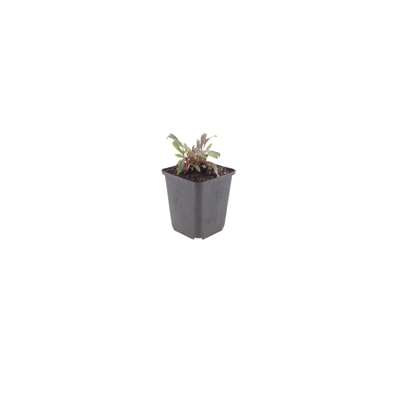 6x Gaura 'Siskiyou Pink' - Staude 10-25cm - Ø9cm