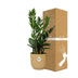 Zamioculcas (ZZ plant) - Height 45-50cm in yellow ELHO pot Bild 4