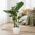 Strelitzia Nicolai - Bird of Paradise Plant, Ø17cm, ↕60cm Bild 3