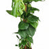 Monstera Mosstok: Tropische Kletterpflanze mit Moosstock-Affinität Bild 1