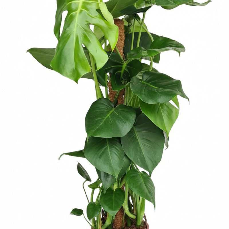 Monstera Mosstok: Tropische Kletterpflanze mit Moosstock-Affinität