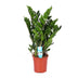 Zamioculcas Zamiifolia (ZZ Pflanze) - Ø21cm - H95cm Bild 1