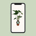 Alocasia Zebrina im 19cm Topf, 75cm hoch - Exotische Zimmerpflanze Bild 5