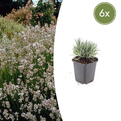 6x Lavendel 'Edelweiss' - Weiße Blüten, Duftend, Bienenfreundlich