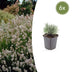 6x Lavendel 'Edelweiss' - Weiße Blüten, Duftend, Bienenfreundlich Bild 1