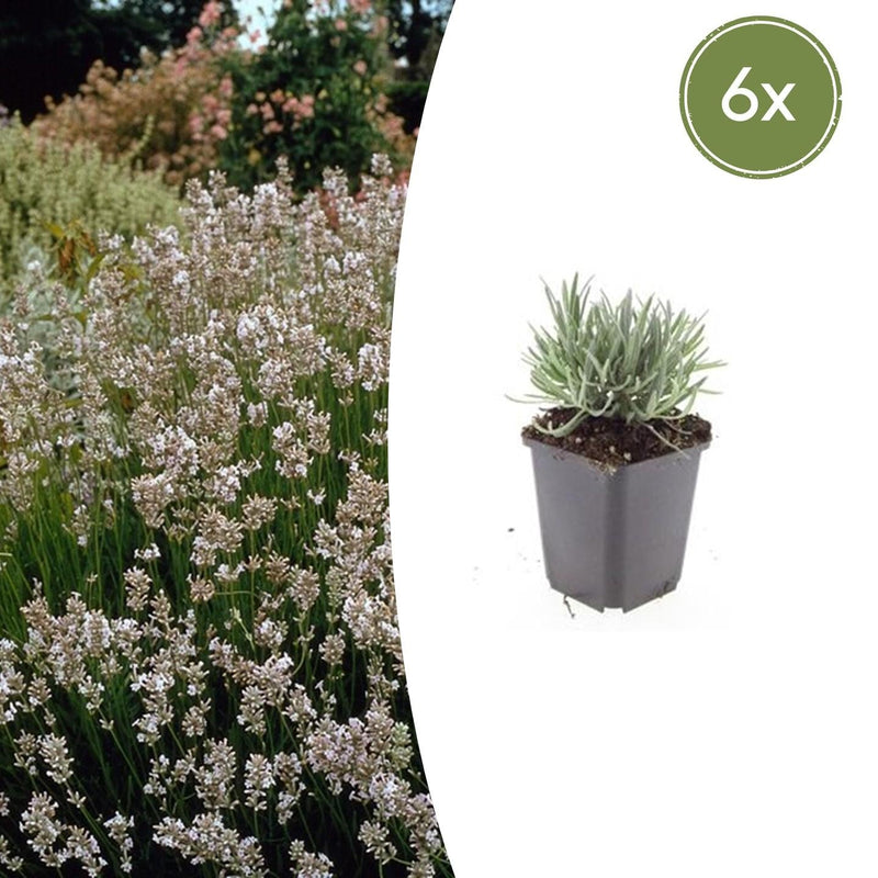 6x Lavendel 'Edelweiss' - Weiße Blüten, Duftend, Bienenfreundlich