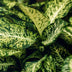 Dieffenbachia Compacta Topf 17cm - Zimmerpflanze mit Korb, pflegeleicht Bild 5