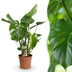 Monstera Deliciosa Split-Leaf Philodendron, easy-care, 50-55cm, 17cm pot Bild 1