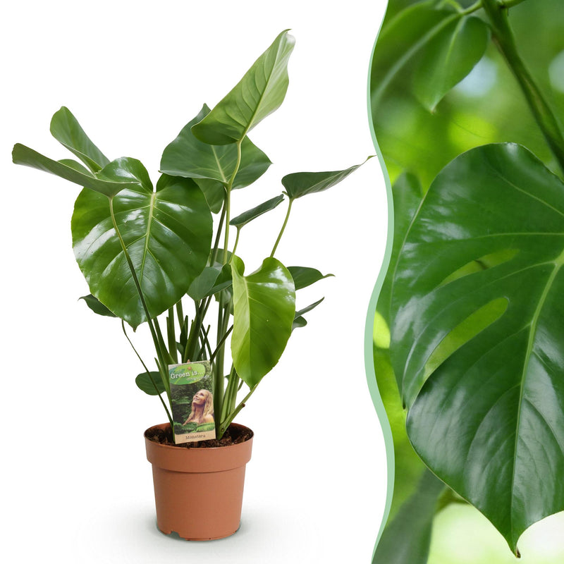 Monstera Deliciosa Split-Leaf Philodendron, easy-care, 50-55cm, 17cm pot