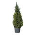 Picea glauca Conica - Zuckerhutfichte - Grün - Weihnachtsbaum - Ø26cm - ↕110cm Bild 2