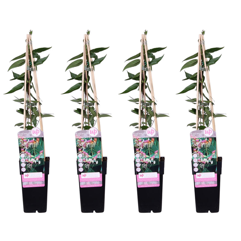 4x Lonicera henryi 'Copper Beauty' Honeysuckle, 65cm high, Ø15cm