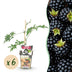 Dornenlose Brombeere 'Thornless Evergreen' - 6 Pflanzen im Topf Bild 1