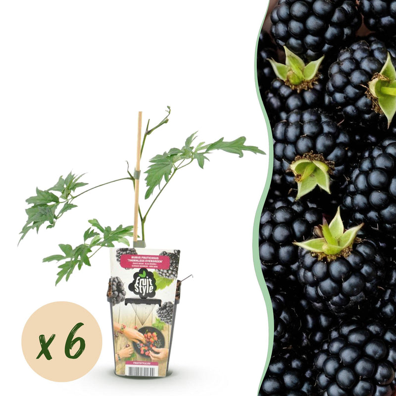 Dornenlose Brombeere 'Thornless Evergreen' - 6 Pflanzen im Topf