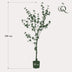 Kunstpflanze Tropaeolum Speciosum (Ostindische Kirsche), 150 cm Bild 2